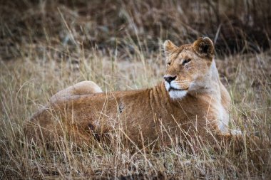 savana içinde dinlenme dişi aslan