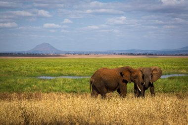 Elephants in Tarangire National Park clipart