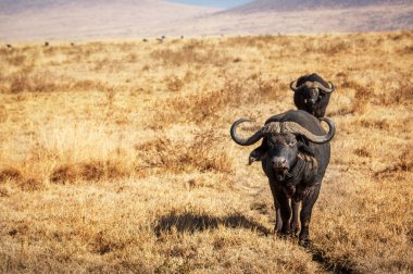 Buffalos roaming around the Ngorogoro in Tanzania clipart