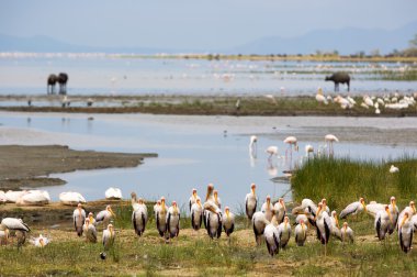 Animals around the Lake Manyara clipart