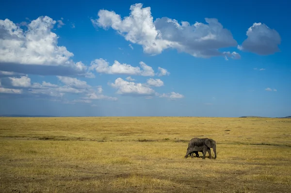 Elefante in roaming intorno al Parco Nazionale del Serengeti — Foto Stock