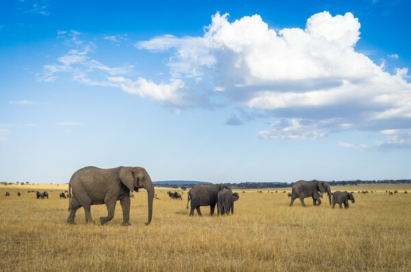 Elephants roaming around the Serengeti National Park, Tanzania, Africa