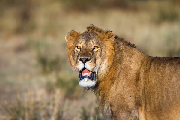 Lion roaming a Serengeti Nemzeti Parkban — Stock Fotó