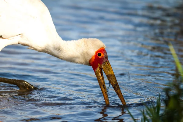 Gulnäbbad stork fiske — Stockfoto