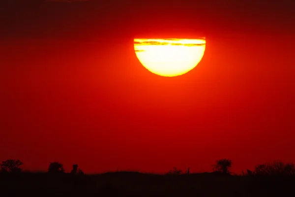 Beautiful sunset in Serengeti National Park — Stock Photo, Image