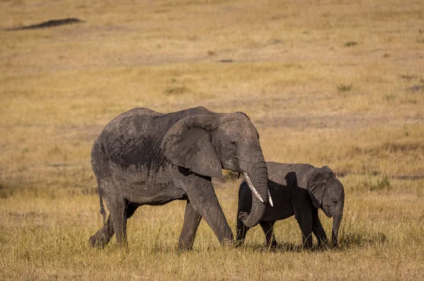 Elefante hembra vagando con cachorro — Foto de Stock