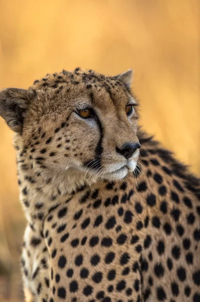 Красиві Гепард в національному парку Серенгеті — стокове фото