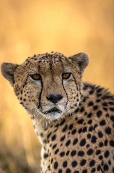 Mooie Cheetah in Serengeti National Park — Stockfoto