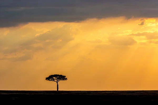 Beautiful sunset in Serengeti National Park — Stock Photo, Image