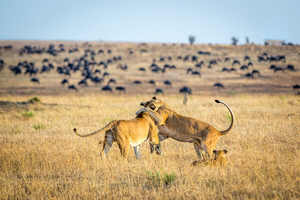 Lioness playing with cubs