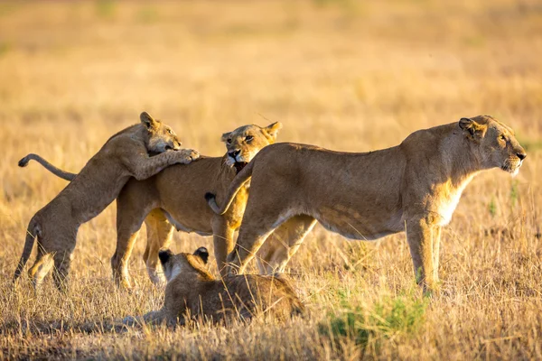 Dişi aslan yavruları ile oynamak — Stok fotoğraf