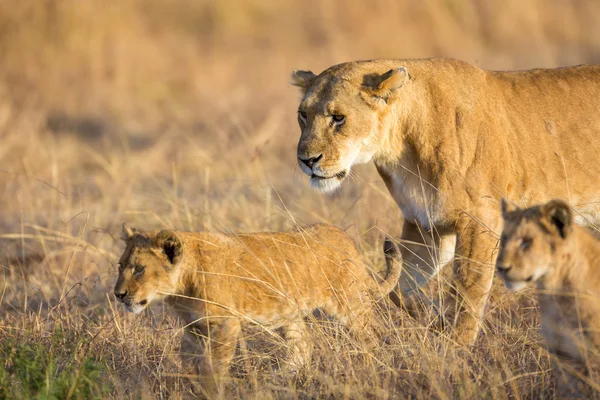 Dişi aslan yavruları ile oynamak — Stok fotoğraf