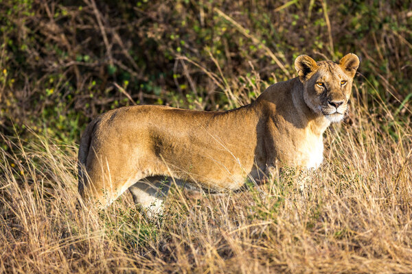 Lioness roaming in Serengeti National Park