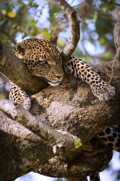 Όμορφη λεοπάρδαλη καθορισμό στο δέντρο — Φωτογραφία Αρχείου