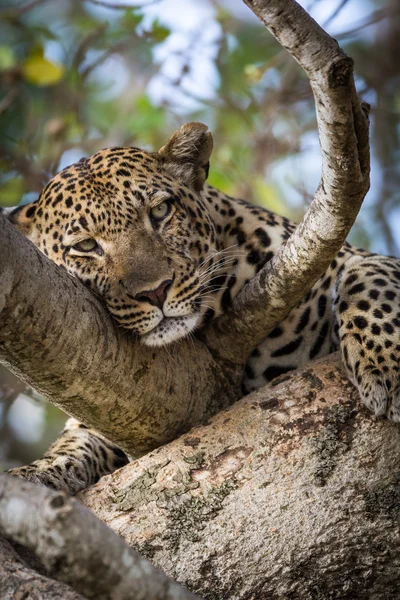 Красивый леопард, лежащий на дереве — стоковое фото