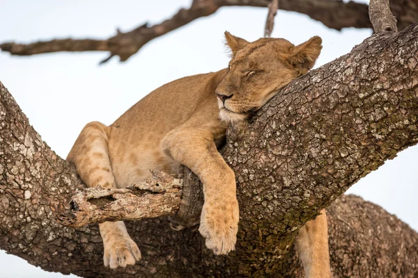 Löwin legt sich in Baum — Stockfoto