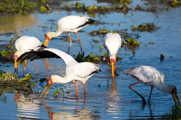 Yellow-billed Storks Fishing — Φωτογραφία Αρχείου