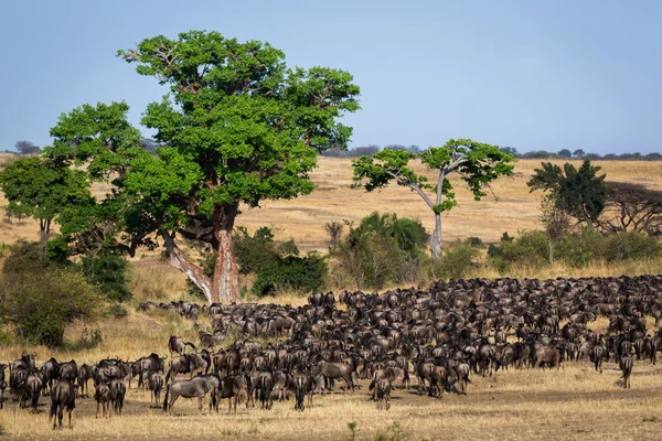 Migration av tusentals Wildebeest — Stockfoto