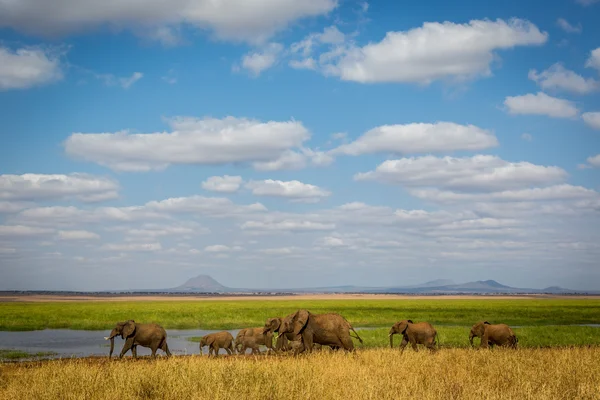 Elefantes en el Parque Nacional Tarangire — Foto de Stock