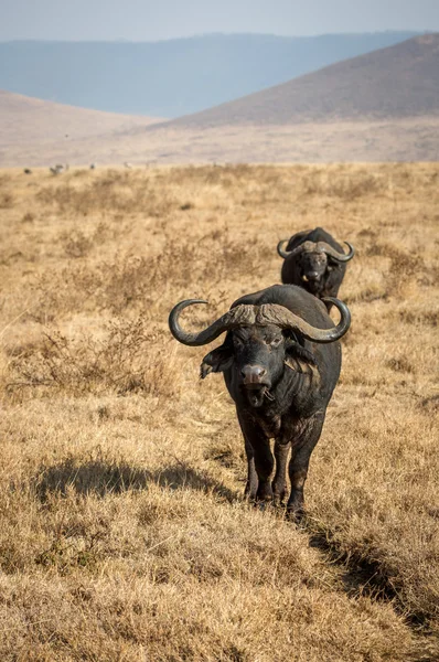 Buffalo in giro per il Ngorogoro in Tanzania — Foto Stock