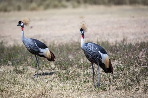 Dos Grúas Coronadas Gris —  Fotos de Stock