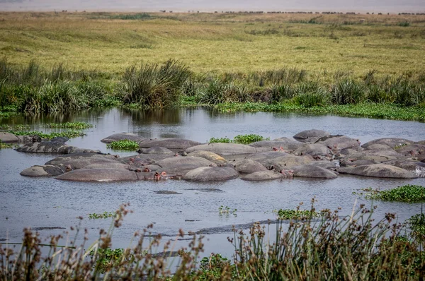 Gran concentración de hipopótamo —  Fotos de Stock