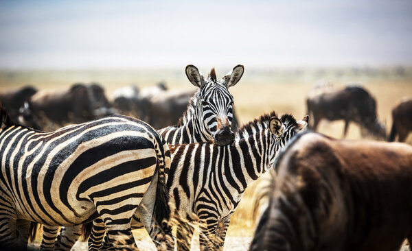 Herd of Zebras inside the Ngorongoro Crater in Tanzania, Africa