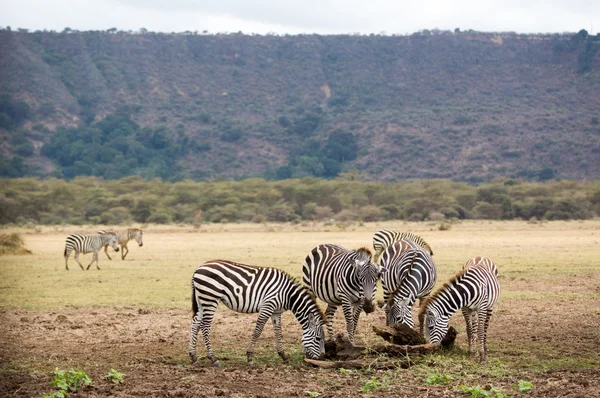 Zebras comendo grama no Parque Tarangeri — Fotografia de Stock