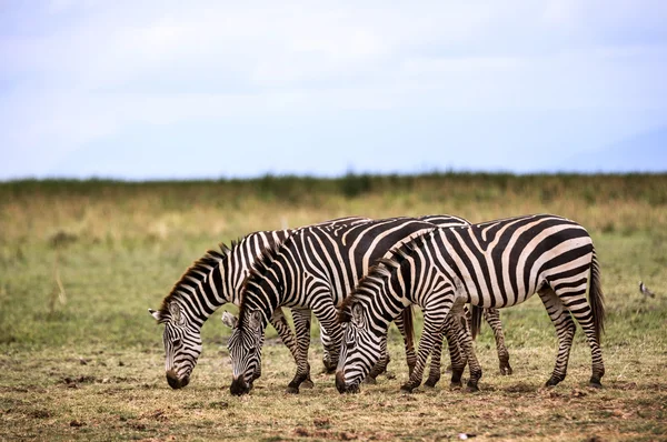 Zebras comendo grama no Parque Tarangeri — Fotografia de Stock