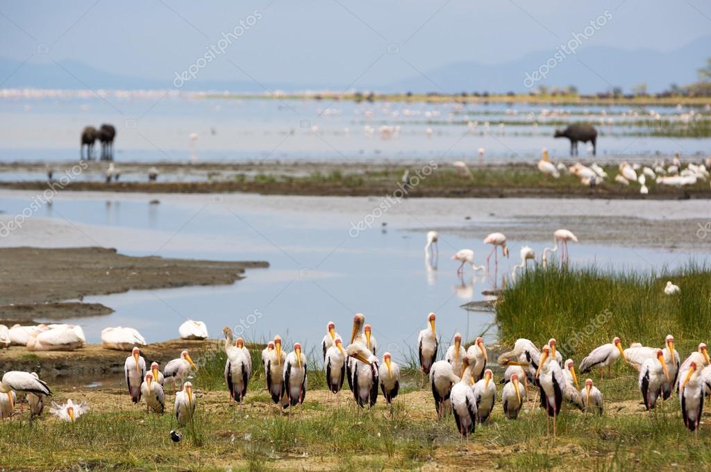 Animals around the Lake Manyara Stock Photo by ©lspencer 111345434