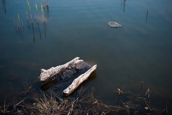 Ein Stück Holz, das im kontaminierten Fluss getränkt wurde — Stockfoto