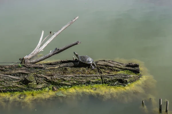 water turtle on a log in the lake