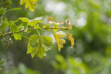 Ağaçları ile makro yaprak yağmur damlaları.