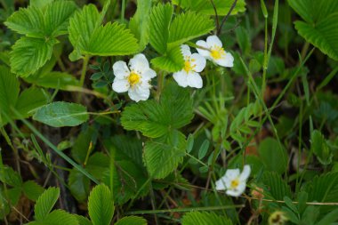 yağmur ormanı içinde çilek çiçeği