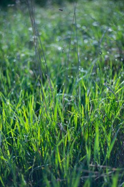 Sökmeden ot ve su ile