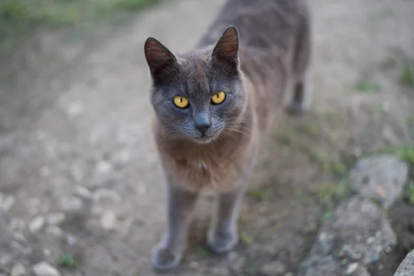 portre sarı gözler kedi kamera seyir