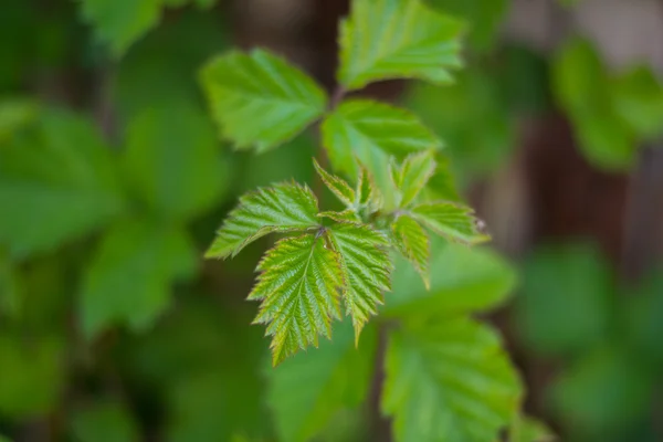 Beautiful green leaf  on blur background. Macro leaf — Stock Photo, Image