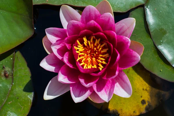 gölet lotus yaprağı pembe su zambağı