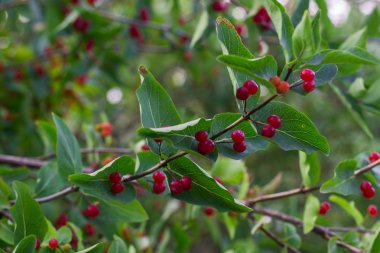 küçük kırmızı dut üzerinde çalı