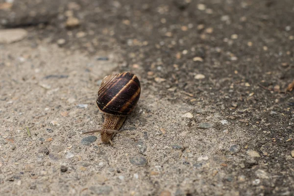 Sokak salyangoz asfalt üzerinde yürüyor