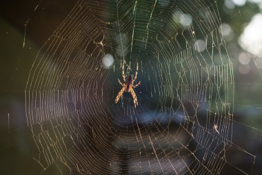 örümcek günbatımı akşam bürümcük