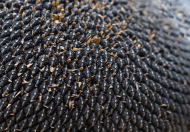 Ayçiçeği makro duvar kağıdı büyük alan derinliği ile