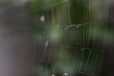 Makro web ormandaki. 