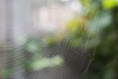 Makro web üzerinde susnet ışık fasulye