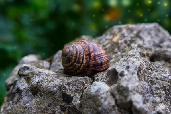 Caracol sobre pedra com pirilampos. Papel de parede natureza — Fotografia de Stock