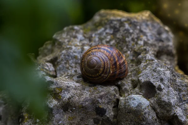 Escargot sur pierre avec lucioles. Nature fond d'écran — Photo