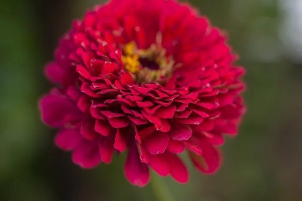 Macro bloem met kleine gebied van diepte — Stockfoto