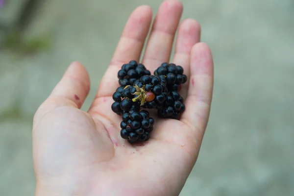 Ripe blackberry in woman hands — Stock Photo, Image