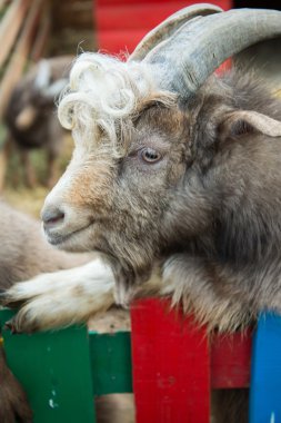 Kıvırcık keçi ayakta çit