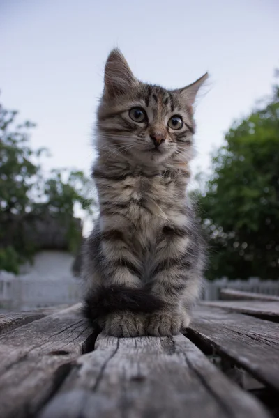 Schöne graue Katze sitzt auf dem Holz — Stockfoto